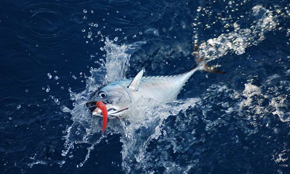 Fishing Trips
